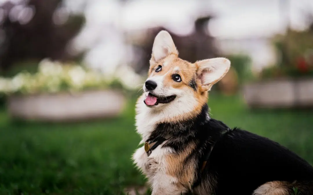 Veterinarian | Wellness Checkups