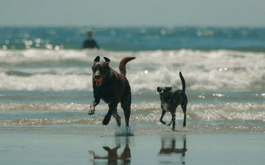 Local Vets | Summer Tips For Dogs