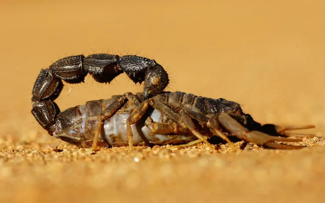 Scorpion Stings and Dogs