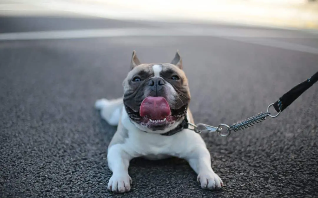 Why Your Dog May Be Licking His Paws