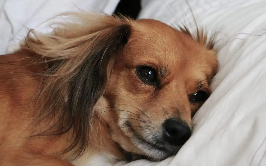 How to Tell if Your Dog is in Pain