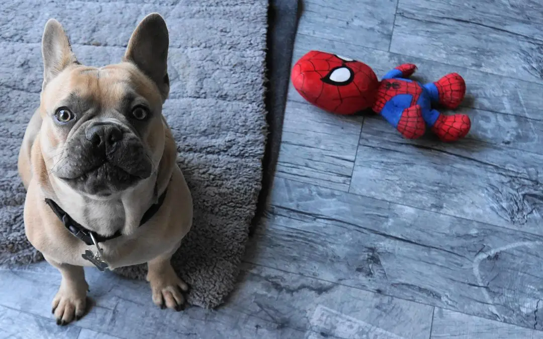 A Guide to Choosing Safe Chew Toys for Your Dog