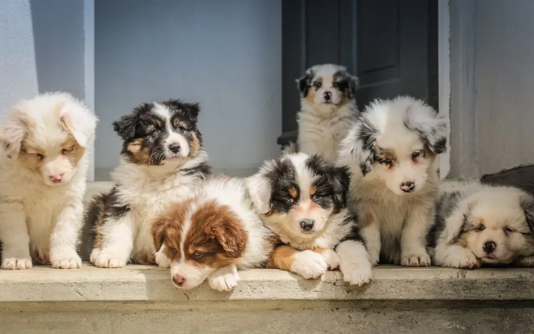 Will Spaying or Neutering Change My Pet’s Personality?