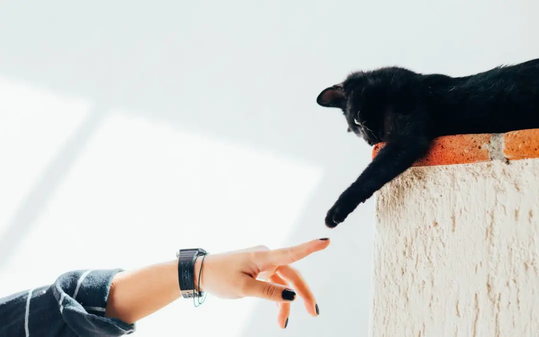 hand reaching out to black cat paw - playtime with your cat