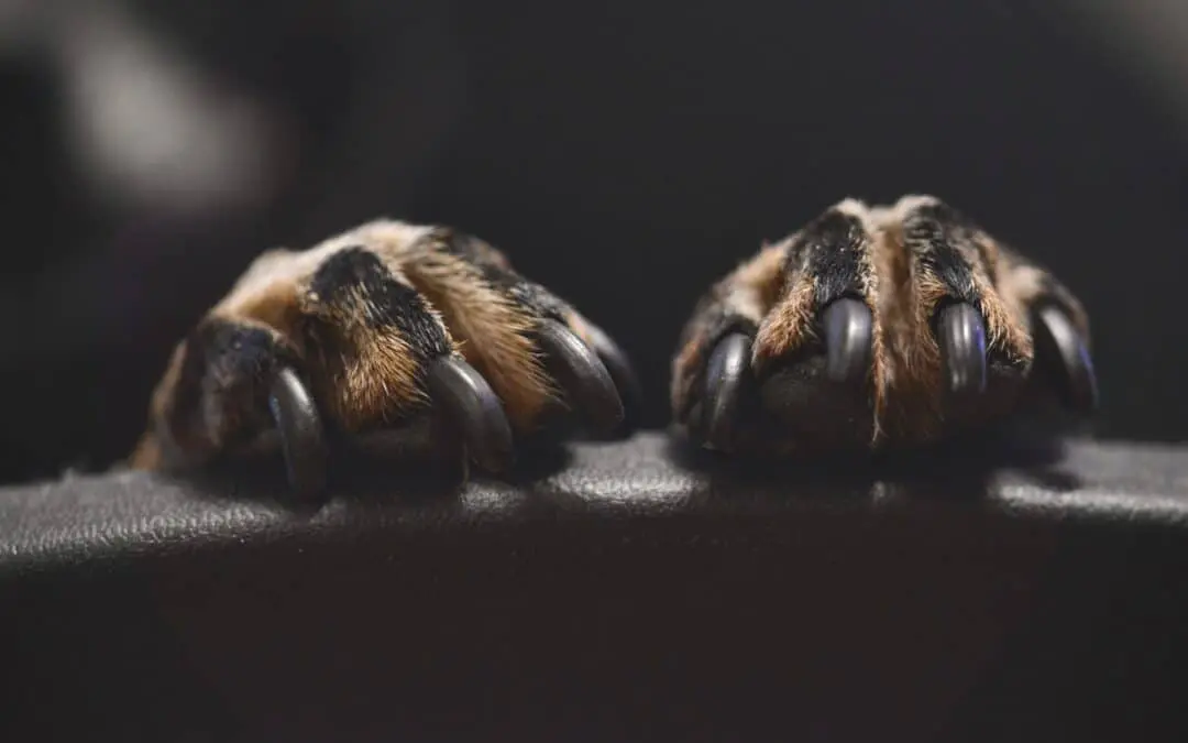 Pawdicures: Why Trimming Your Dog’s Nails Is Important