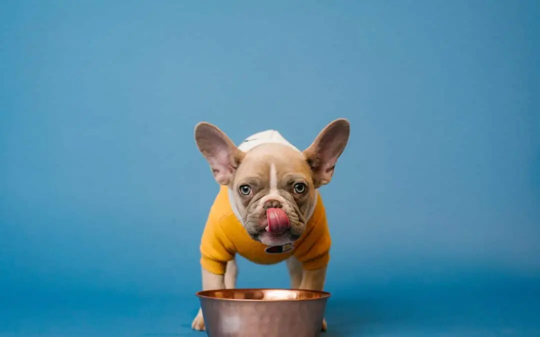 french bull dog licking their mouth after a snack -free feeding vs scheduled feedings