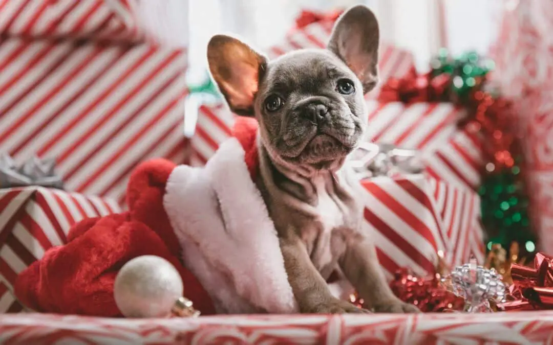 Holiday Foods That Are Unsafe for Dogs