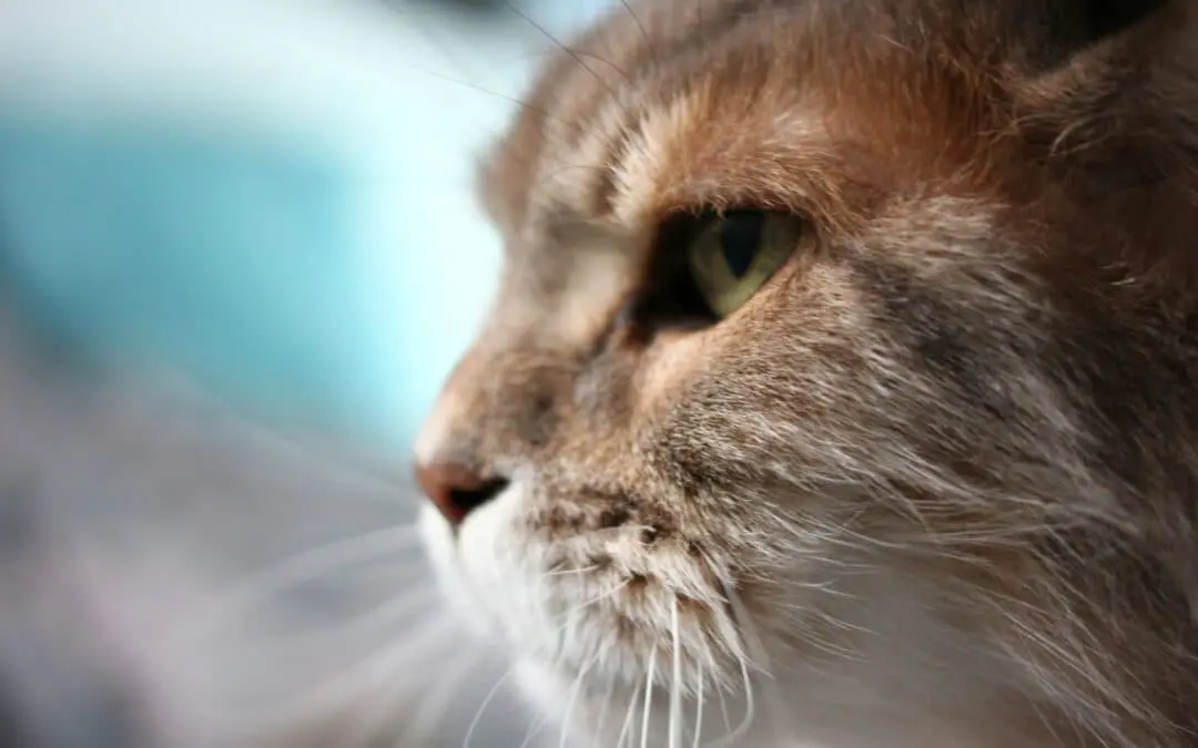 older orange tabby - keeping a senior pet active