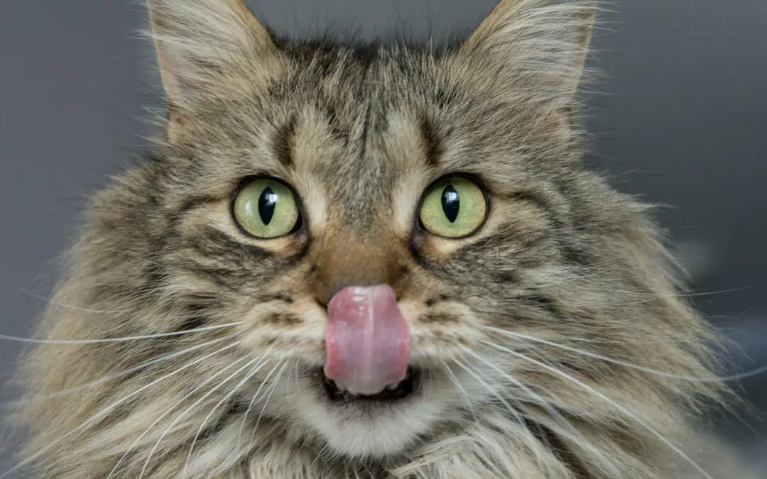 why is my cat's breath stinky