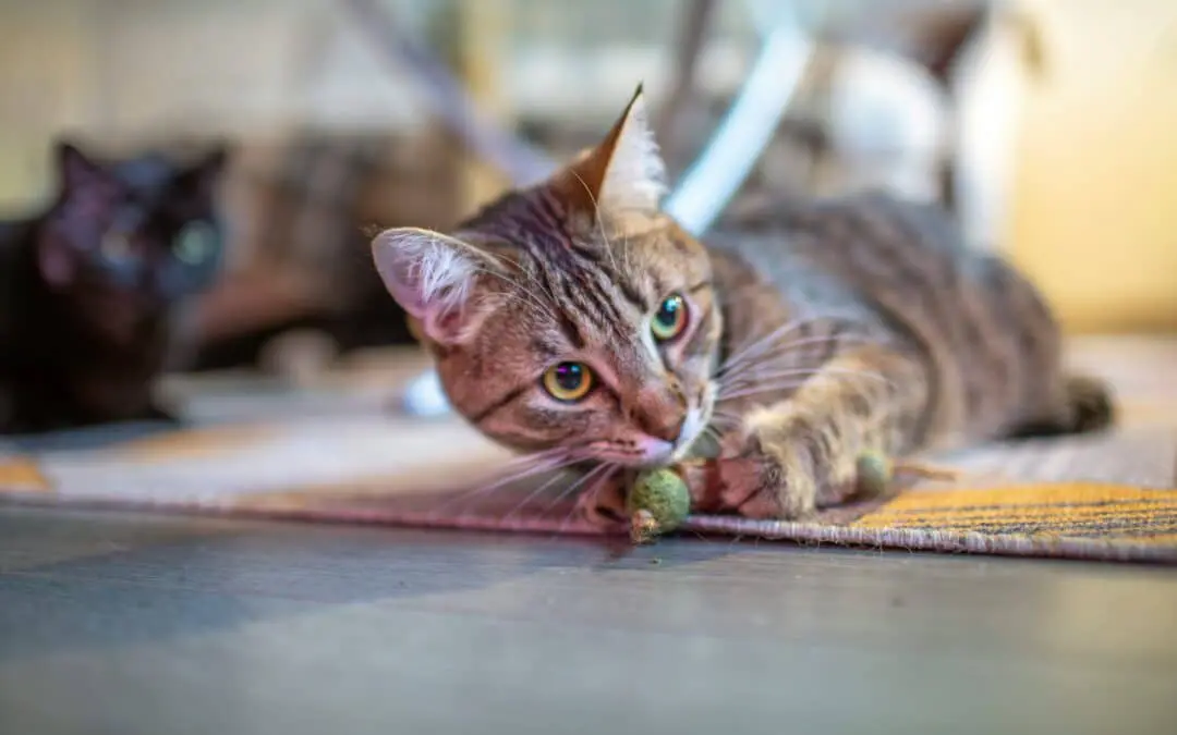 Alternatives to Catnip