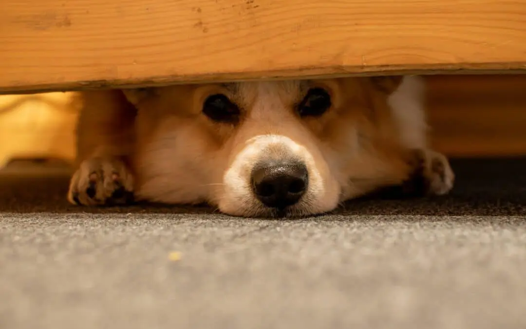 What It Means to Be Fear-Free Certified