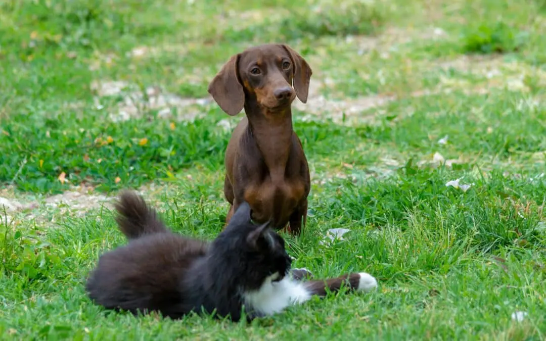 Common Pet Emergencies: What Arizona Pet Owners Should Know