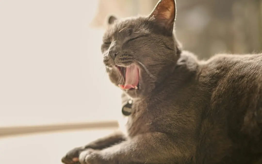 Oh No! My Cat’s Tooth Fell Out! What Causes Tooth Loss in Cats?