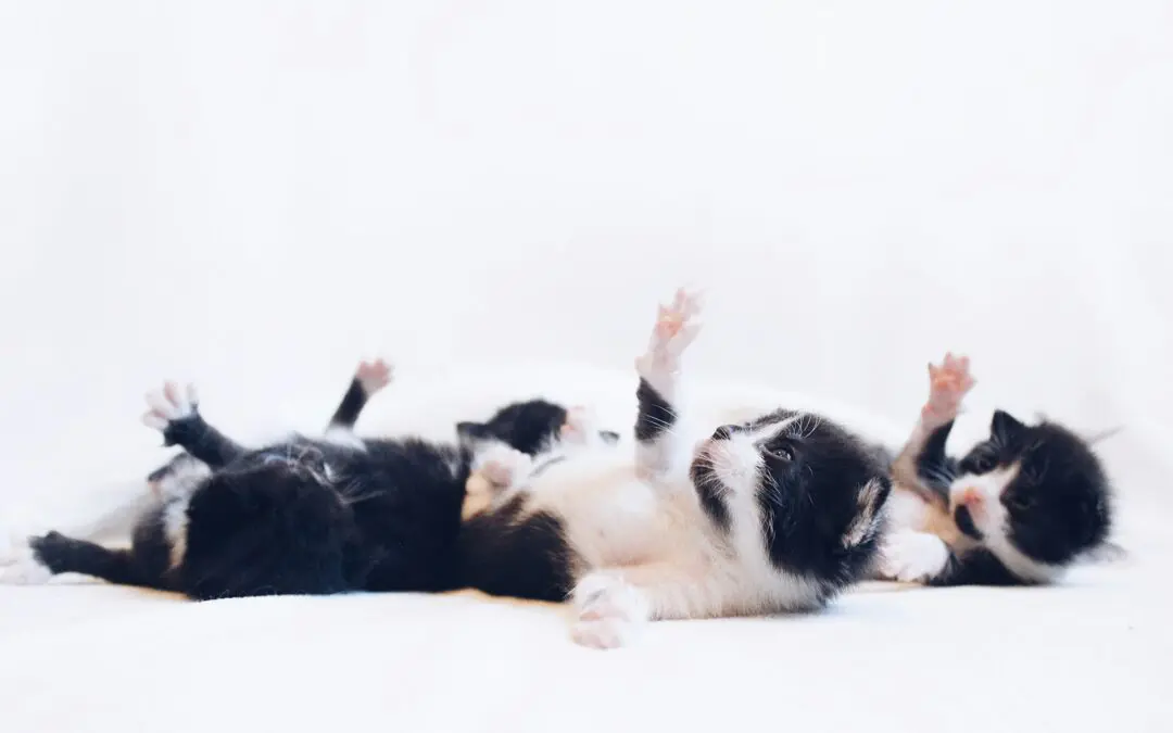 Why Puppy and Kitten Vaccinations Are Necessary for a Healthy Start
