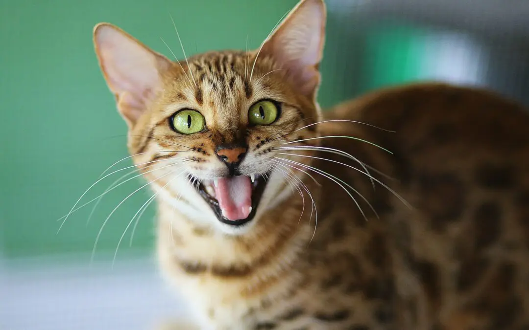 How To Brush Your Cat’s Teeth