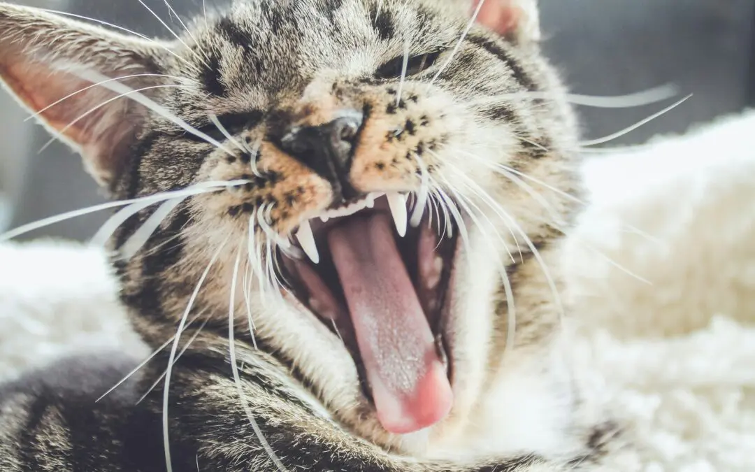 The Importance of Dental Care for Cats