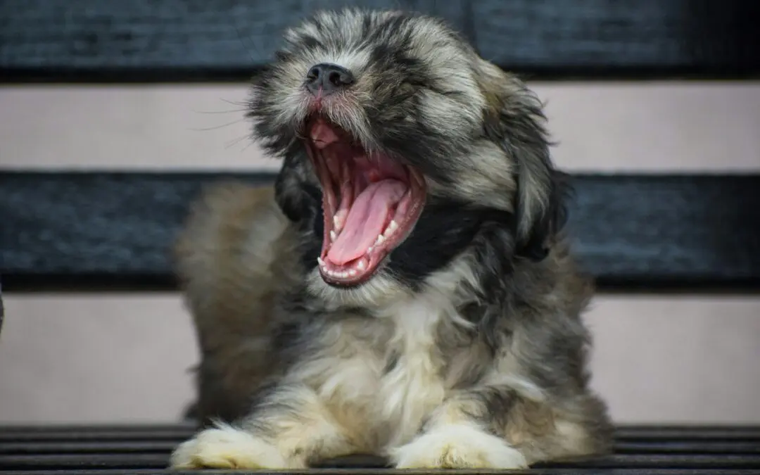 How Tooth Decay Impacts Dogs