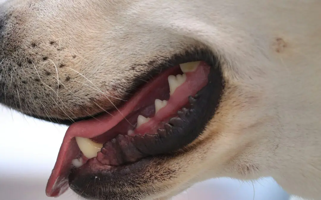 4 Tips for Brushing Your Dog’s Teeth
