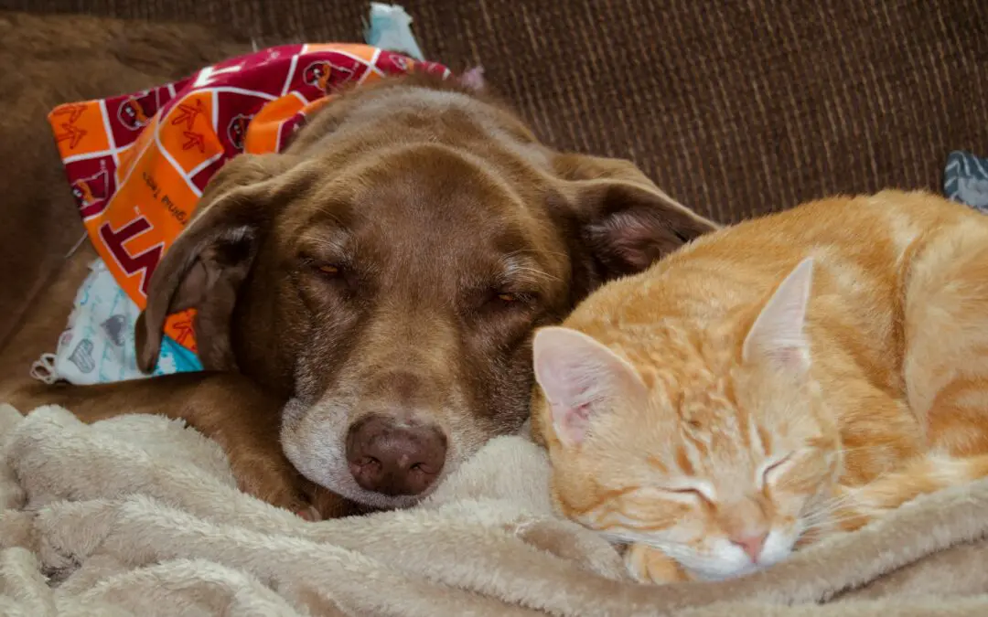 cat and dog laying together