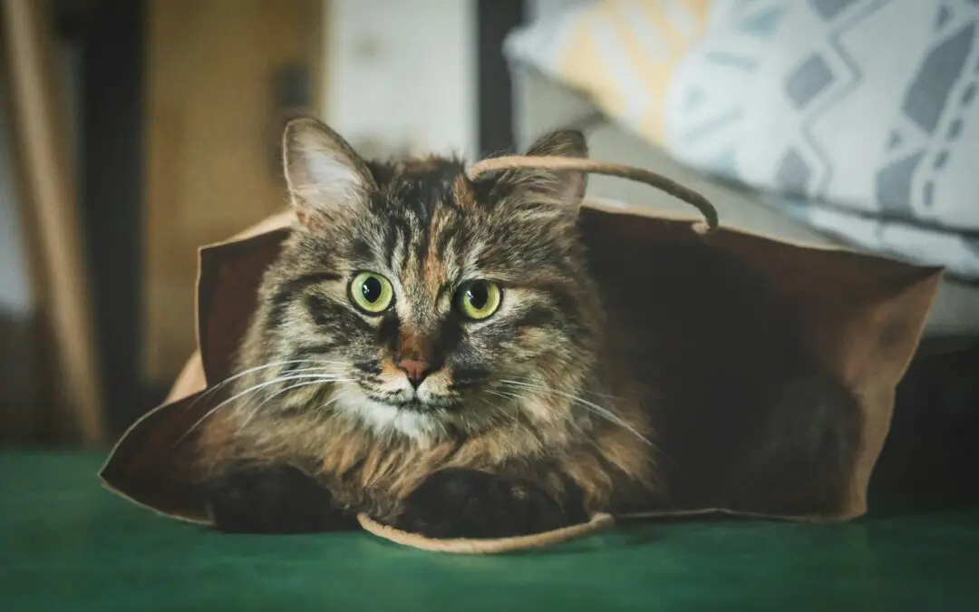 How Preventive Pet Care Saves You Money