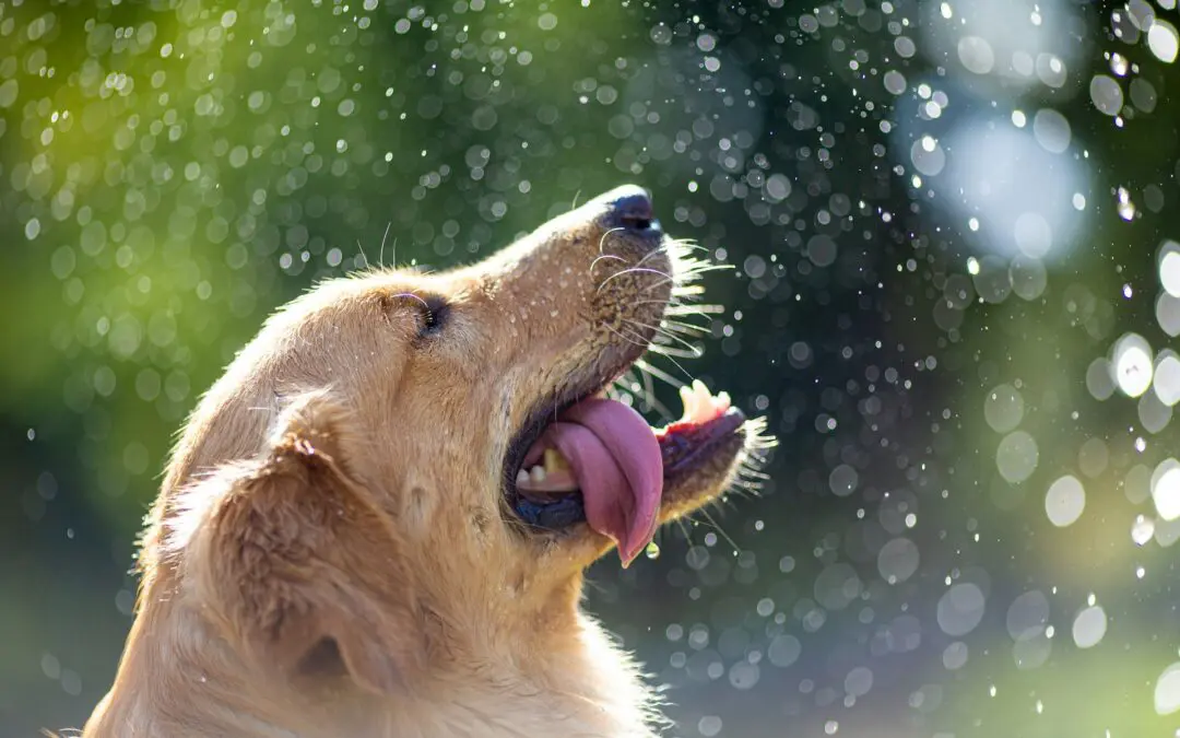 Did you know pets can get allergies too!? That’s right, that itching and sneezing could be an allergic response.