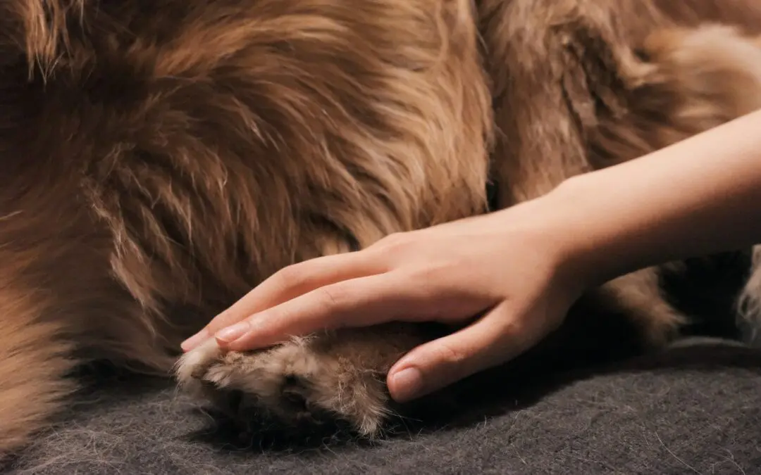 Caring for a dog with allergies isn’t always easy, but following these practical tips can make a big difference in your pet’s comfort.