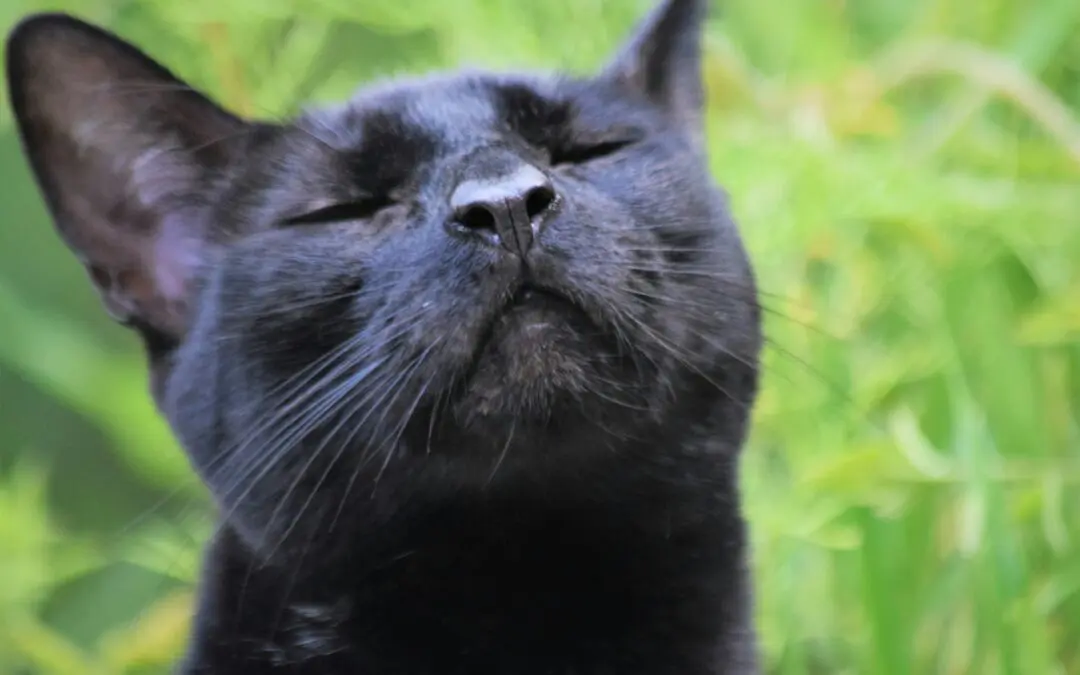 Caring for a Cat with Allergies: What You Need to Know