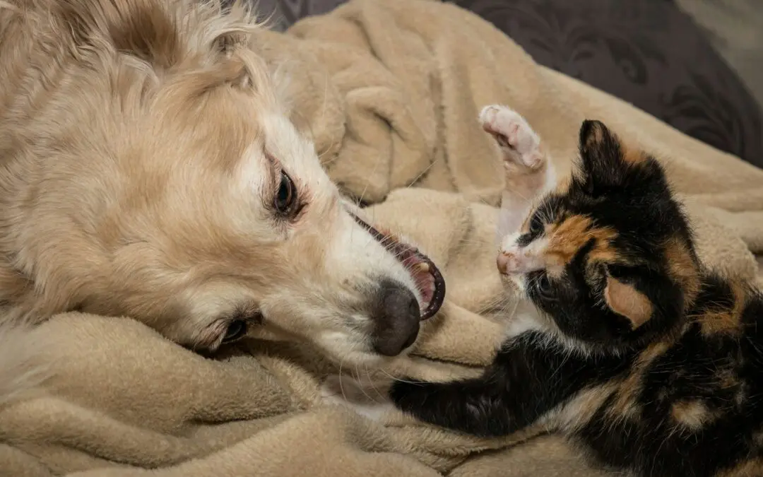 Healthy pets need to see a veterinarian once a year for checkups and booster shots. Puppies, kittens, and seniors will need to visit more often.