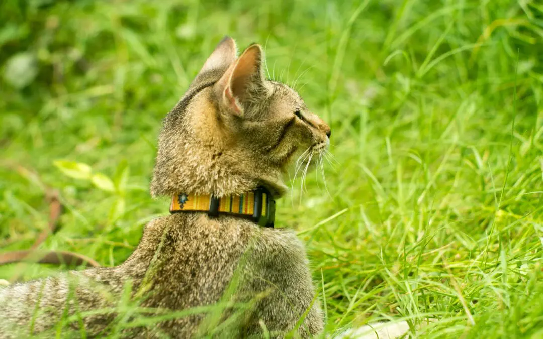 What Type of Identification Does My Pet Need?