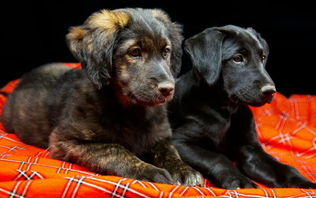 Spaying or neutering your pet helps prevent pet overpopulation, reduce the risk of disease, and help your pet live longer. And don’t worry, it won’t change their personality.