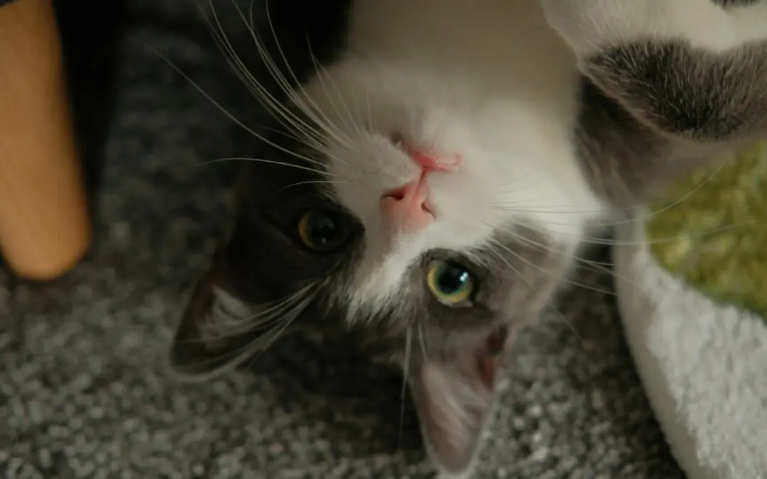 How to Help Your Cat Get More Exercise