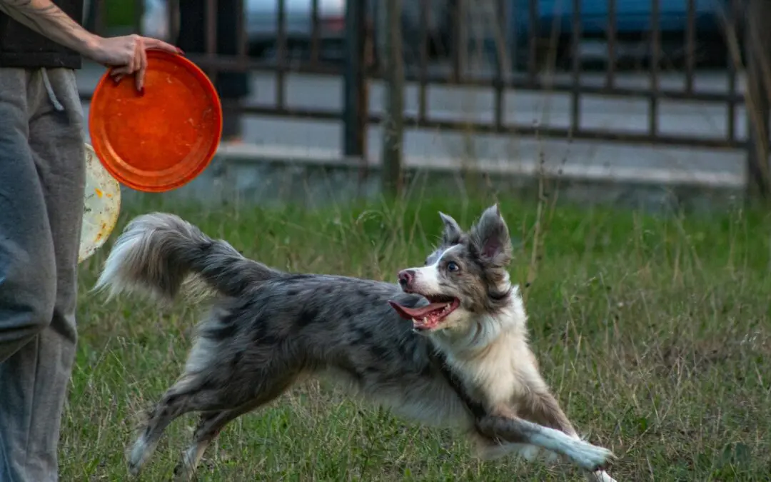 Why Dogs Need Daily Exercise for Good Health