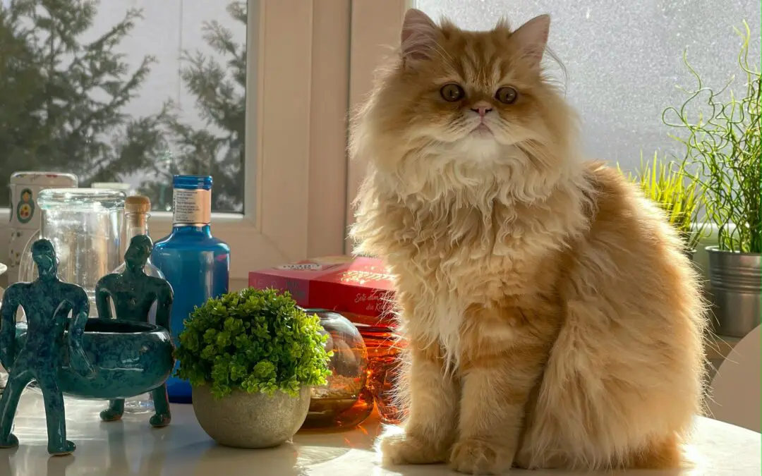 Beware of these dangerous household items! Many houseplants, essential oils, air fresheners, dryer sheets, medications, and common food items are poisonous to cats.