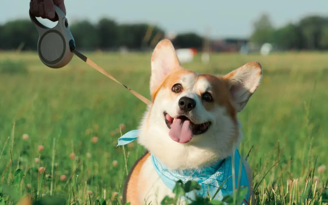 Dog poo is a health hazard. It has bacteria, parasites, and pathogens that affect people. Don't forget to scoop the poop!
