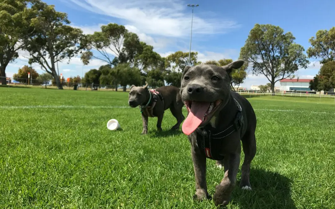 The reason we give pets vaccinations is to prevent highly contagious and fatal diseases. But many people forget that pets also need booster shots to stay safe.