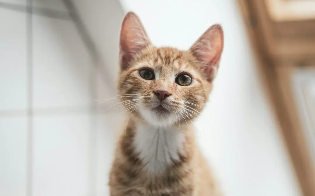 Cats need a clean litter box because a dirty one will not only stress them out, it can also cause health problems.