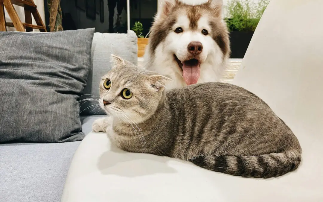 Why You Should Buy Pet-Safe Cleaning Products