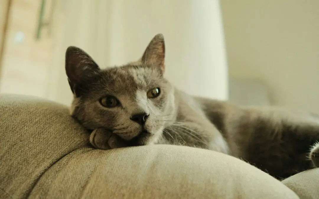 Adopting a Pet in Arizona
