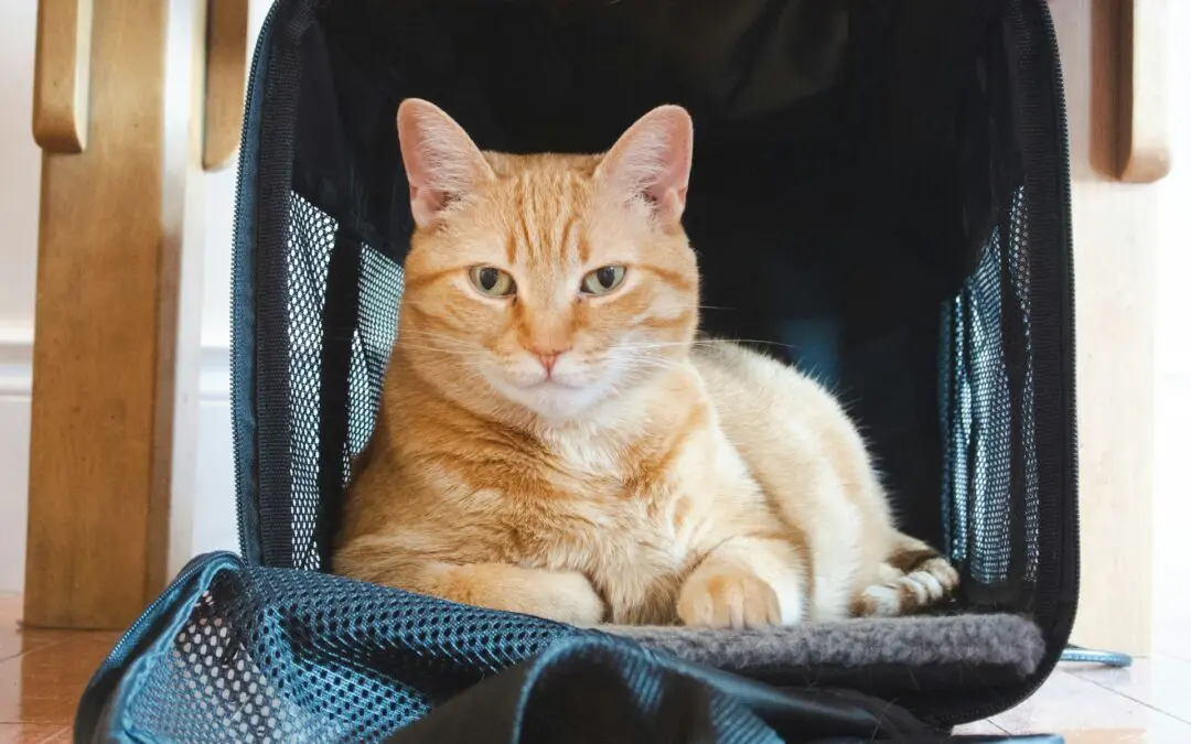 Going to the vet can be a stressful experience, for humans and pets alike. Here’s what you can do to make your next appointment stress-free.