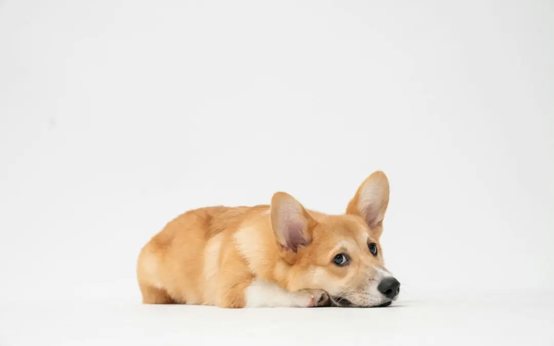 Common Household Items That Are Poisonous to Dogs