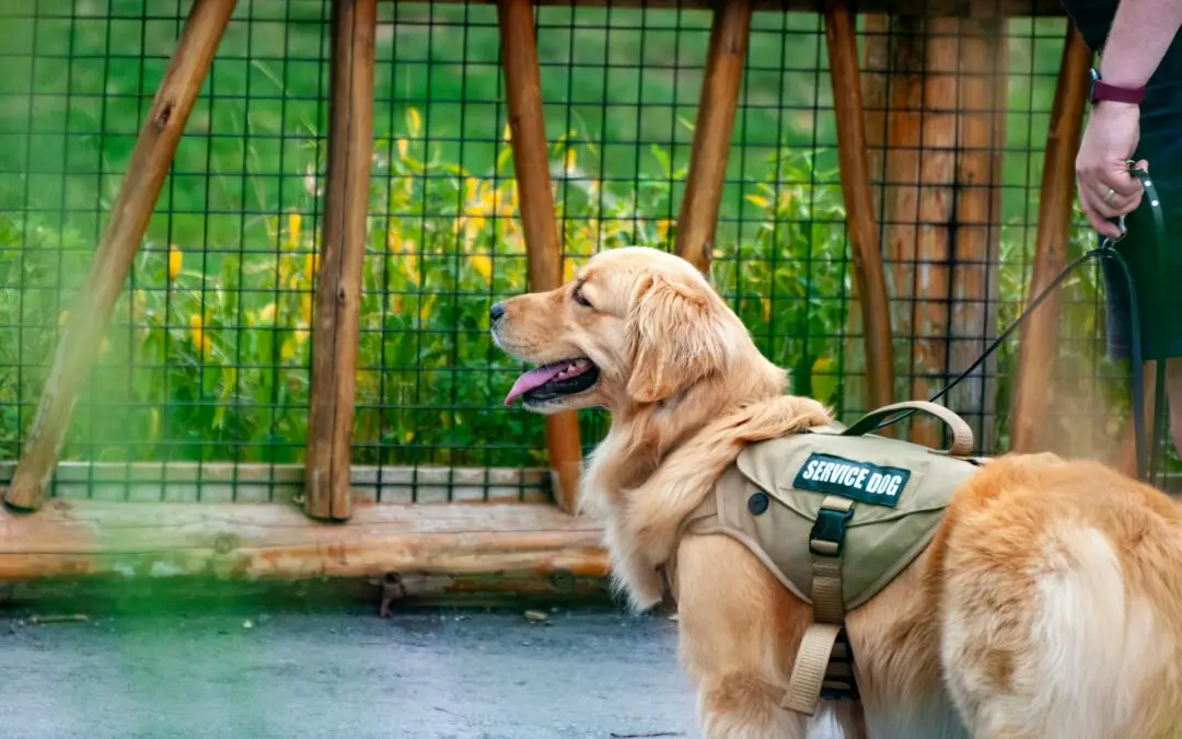 Are Emotional Support Dogs the Same as Service Animals?