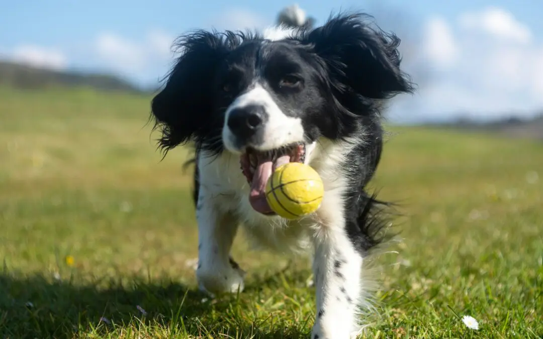 Giving your pet mentally stimulating activities keeps them sharp and engaged in a positive way, so they don’t turn to destructive behavior.