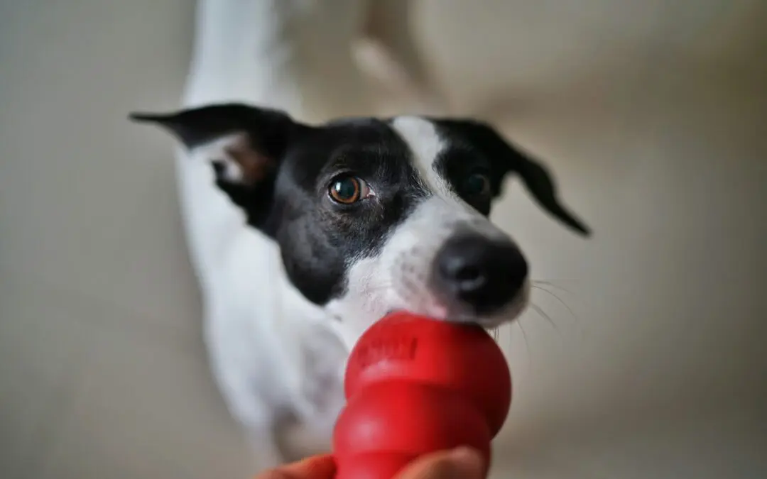 Playtime provides mental stimulation, prevents boredom, and encourages good behavior. Here’s how to find toys that deliver a rewarding play experience.