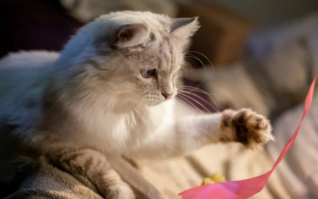 When you learn what kind of play your cat enjoys, you’ll know how to choose toys your cat will like and get more exercise from.