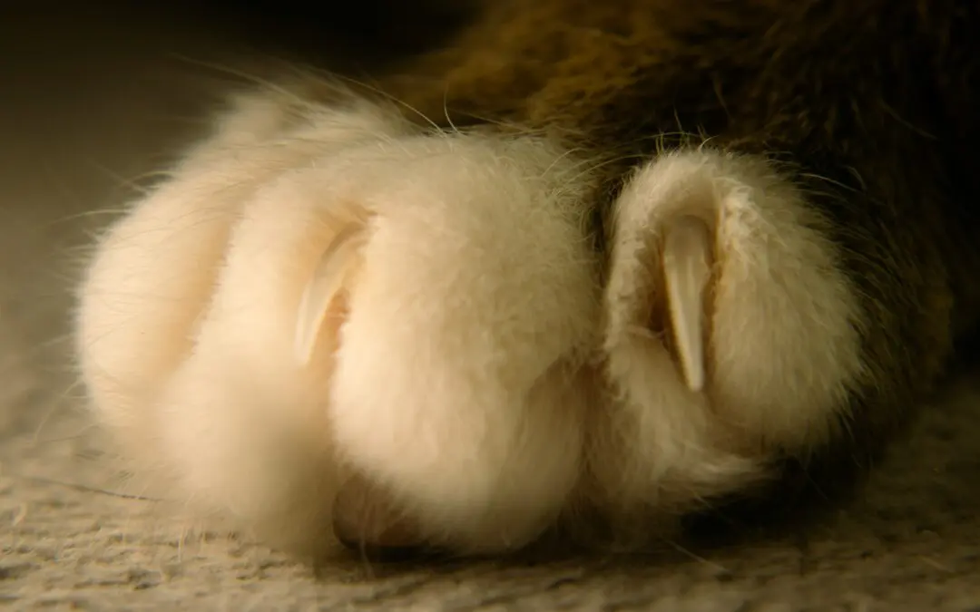 Cats might hate nail trims, but they really are necessary. Nails that are too long can cause pain when walking or become ingrown and get infected.