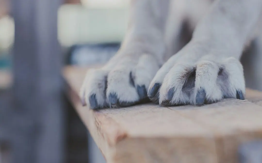 Dog paws with nails showing on a wooden table top