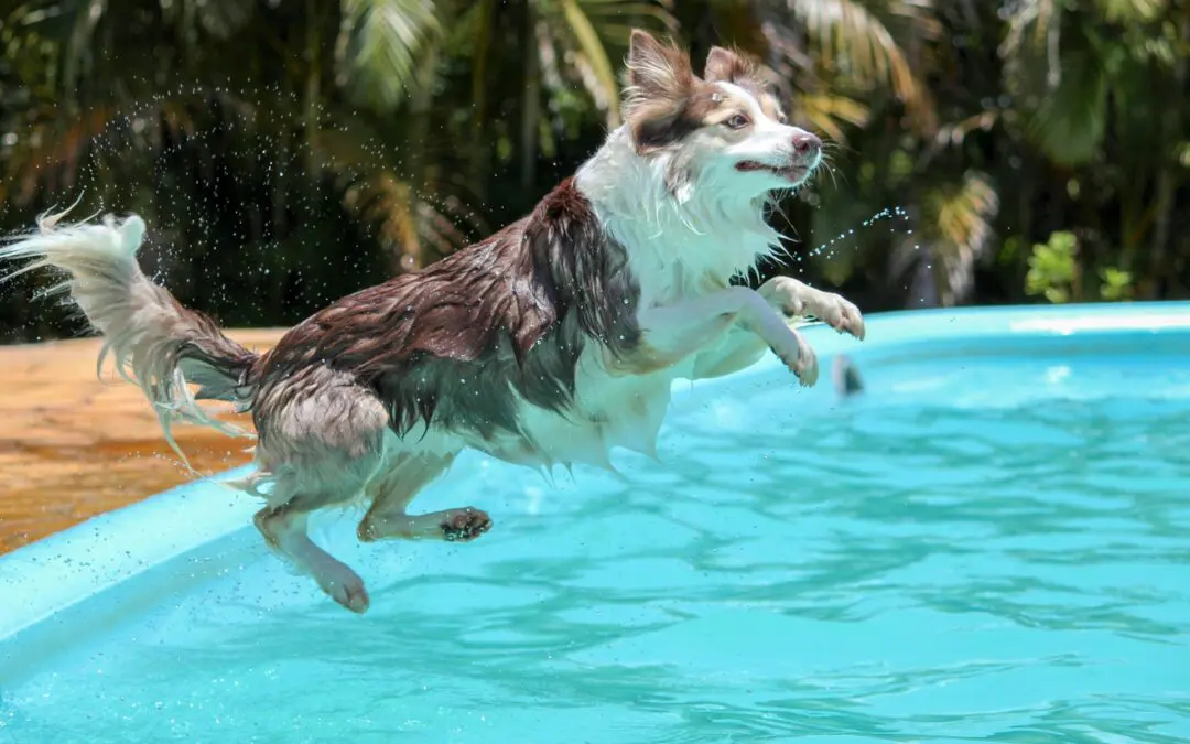 Brown and white dog jumping mid-air into a blue outdoor pool