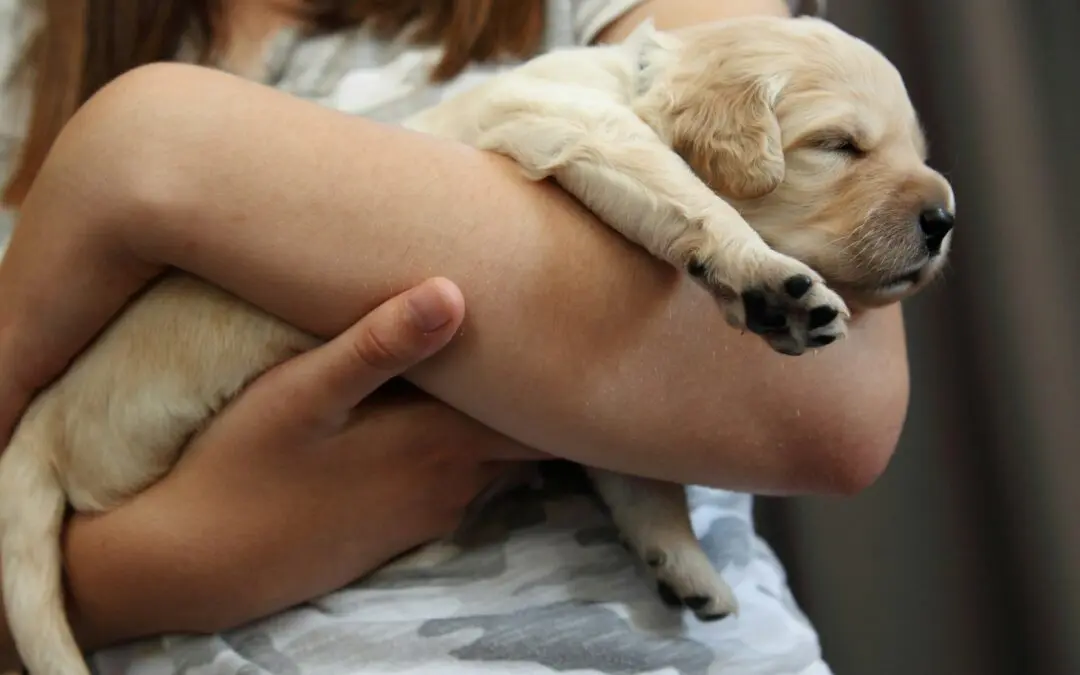 A small light brown puppy lays in someone's arms, sleeping peacefully.