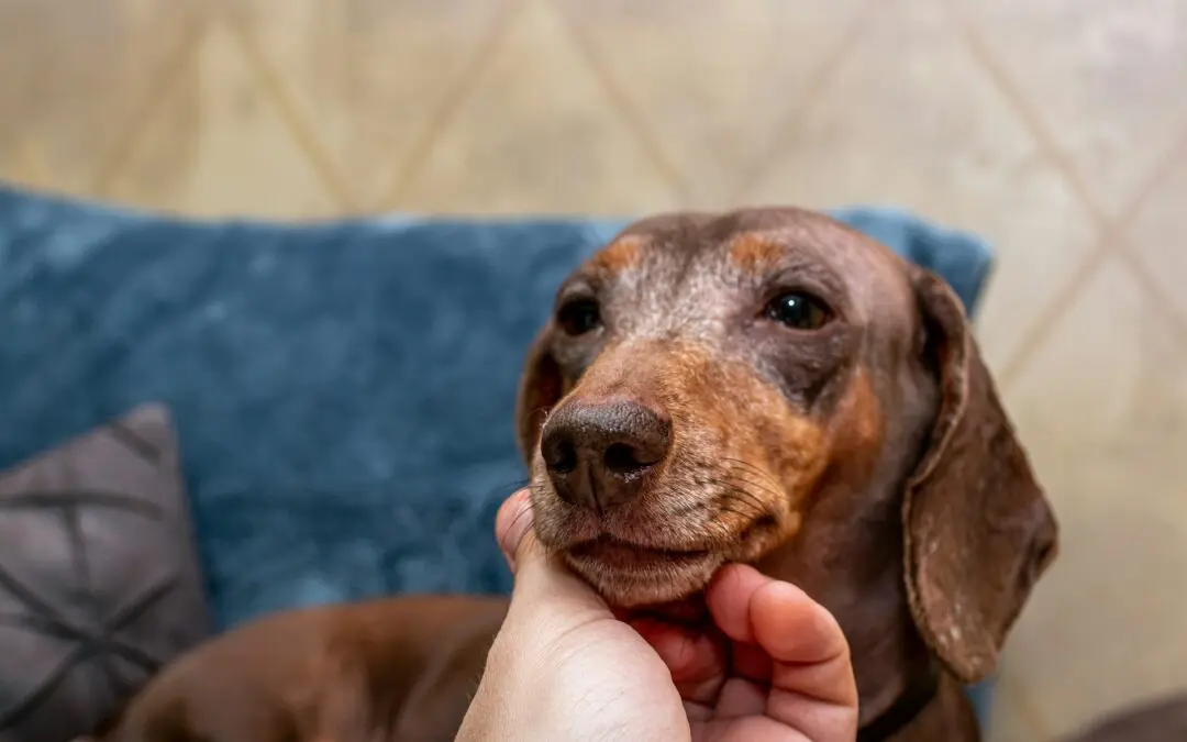 A brown dog is getting scratched under his chin by a person.