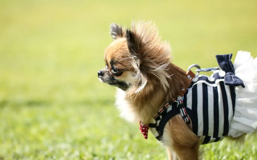 A small dog wears a black and white striped outfit for dress up on Halloween.